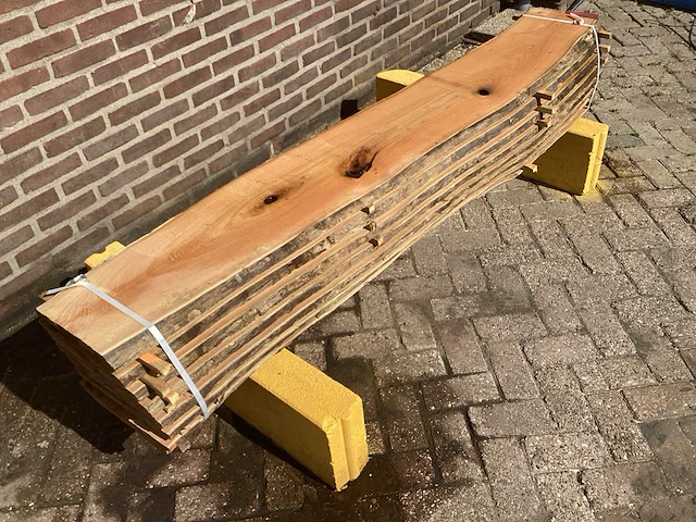 Acacia robinia (8x) - afbeelding 3 van  7
