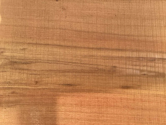 Acacia robinia (8x) - afbeelding 6 van  7