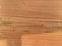 Acacia robinia (8x) - afbeelding 6 van  7