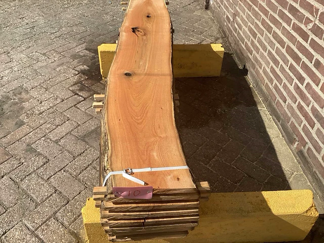 Acacia robinia (8x) - afbeelding 7 van  7