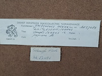 Afbeelding in lijst, j. sanchez menan, papikou 24/30 - afbeelding 8 van  8