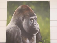 Afbeelding/schilderij by m. verhaar - 50x60cm - afbeelding 1 van  2