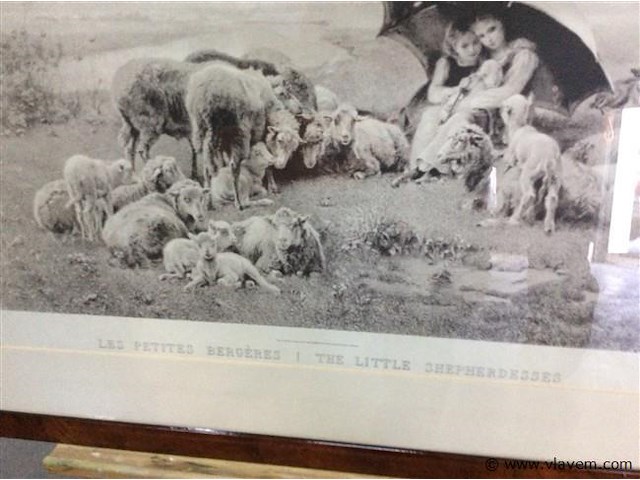 Afdruk schapen - afbeelding 2 van  2