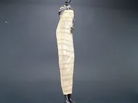 Afrikaanse waterdraagster - afbeelding 4 van  5