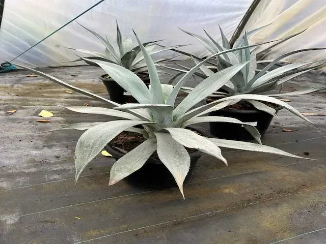 Agave winteriana - afbeelding 1 van  1