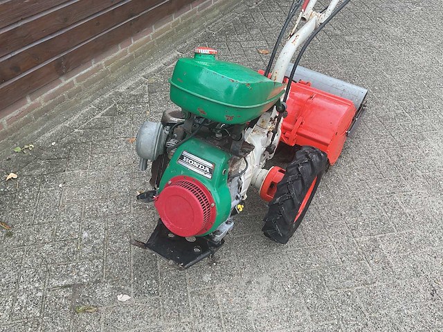 Agria tuinfrees - afbeelding 2 van  6