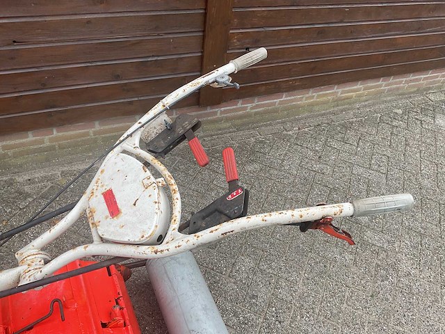 Agria tuinfrees - afbeelding 5 van  6