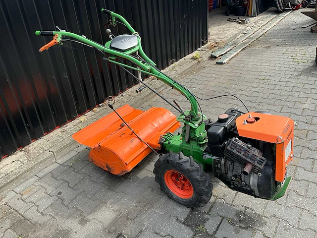 Agria tuinfrees - afbeelding 7 van  11
