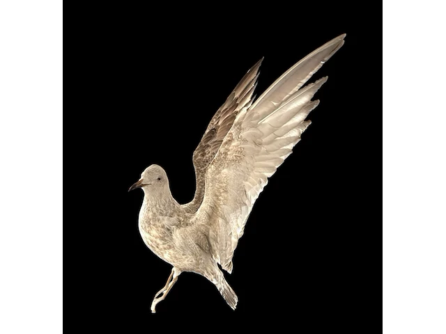 Albatros met open vleugels bouwjaar 20e eeuw, taxidermie - afbeelding 1 van  3