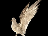 Albatros met open vleugels bouwjaar 20e eeuw, taxidermie - afbeelding 1 van  3