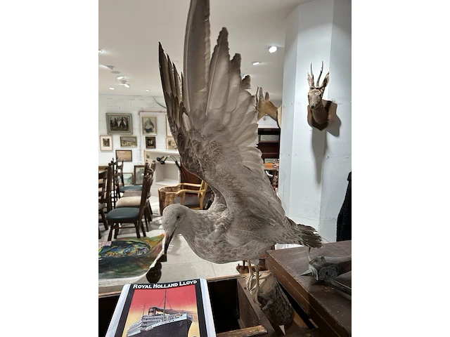 Albatros met open vleugels bouwjaar 20e eeuw, taxidermie - afbeelding 2 van  3