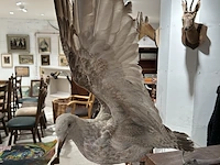 Albatros met open vleugels bouwjaar 20e eeuw, taxidermie - afbeelding 2 van  3