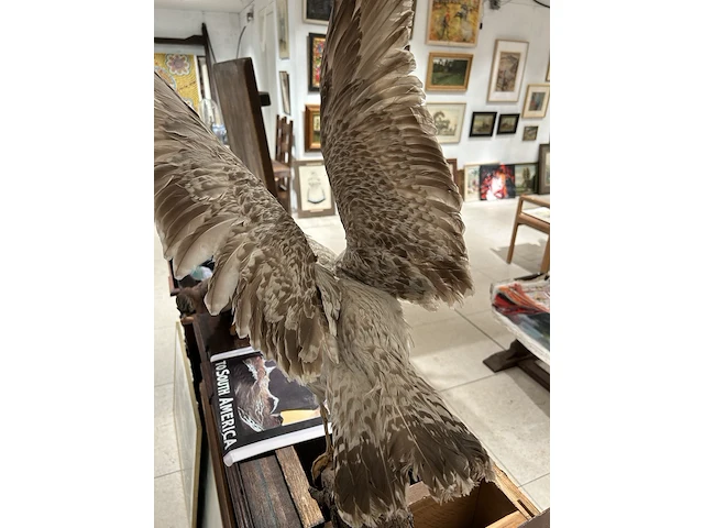 Albatros met open vleugels bouwjaar 20e eeuw, taxidermie - afbeelding 3 van  3