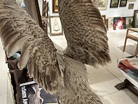 Albatros met open vleugels bouwjaar 20e eeuw, taxidermie - afbeelding 3 van  3