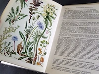 Alpenflora - afbeelding 4 van  5