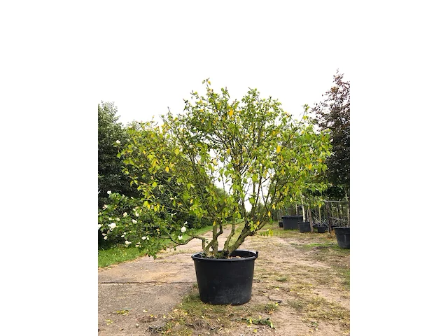 Altheastruik hibiscus 'red heart', meerstammig, witrode bloei, ca. 200 cm hoog - afbeelding 1 van  2