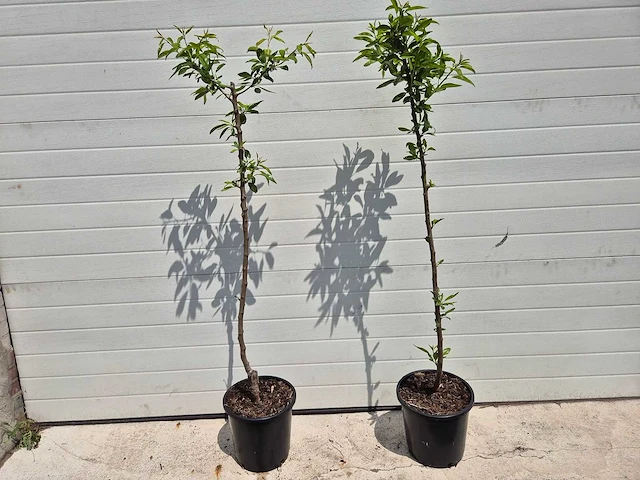 Amandelboom - fruit tree - pruncus dulcis - hoogte ca. 170cm - afbeelding 1 van  5