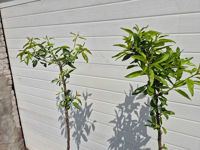 Amandelboom - fruit tree - pruncus dulcis - hoogte ca. 170cm - afbeelding 3 van  5
