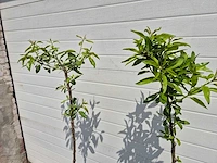 Amandelboom - fruit tree - pruncus dulcis - hoogte ca. 170cm - afbeelding 3 van  5