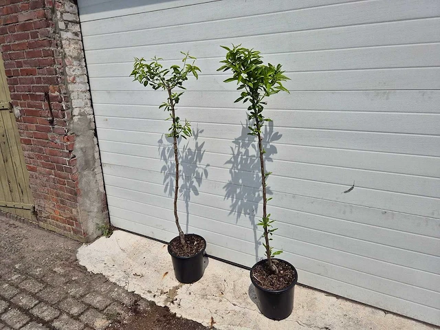 Amandelboom - fruit tree - pruncus dulcis - hoogte ca. 170cm - afbeelding 4 van  5