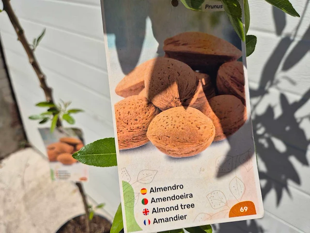 Amandelboom - fruit tree - pruncus dulcis - hoogte ca. 170cm - afbeelding 5 van  5