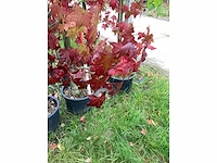 Amberboom - laanboom (6x) - afbeelding 4 van  5