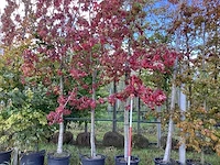 Amberboom - laanboom - afbeelding 1 van  3