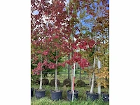 Amberboom - laanboom - afbeelding 2 van  3