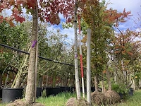 Amberboom - laanboom - afbeelding 1 van  4