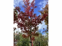 Amberboom - laanboom - afbeelding 2 van  4