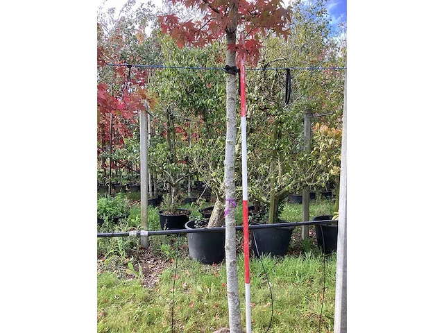 Amberboom - laanboom - afbeelding 4 van  4
