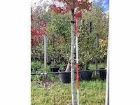 Amberboom - laanboom - afbeelding 4 van  4