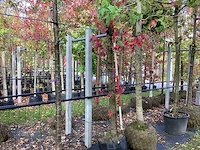 Amberboom - laanboom - afbeelding 1 van  3