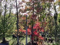 Amberboom - laanboom - afbeelding 1 van  4
