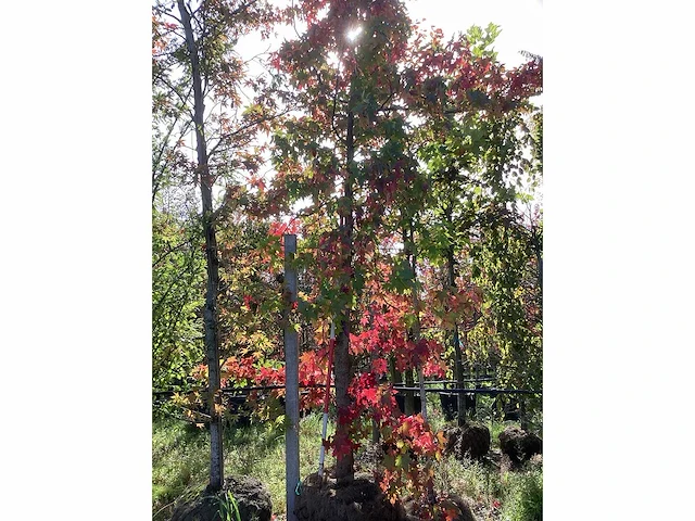 Amberboom - laanboom - afbeelding 2 van  4