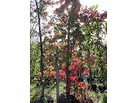 Amberboom - laanboom - afbeelding 2 van  4