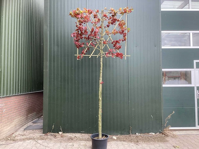 Amberboom - leibomen (2x) - afbeelding 1 van  4