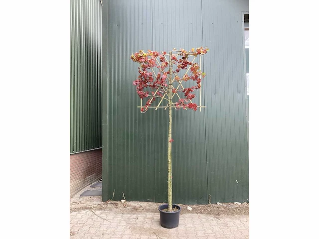 Amberboom - leibomen (2x) - afbeelding 2 van  4