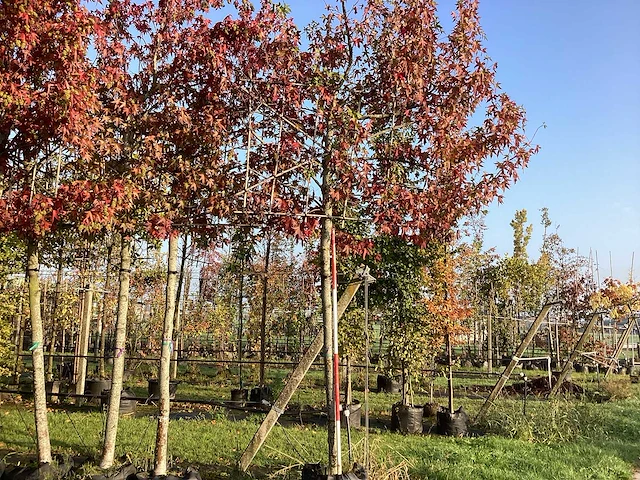 Amberboom - leibomen (3x) - afbeelding 1 van  3