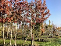 Amberboom - leiboom (2x) - afbeelding 1 van  3