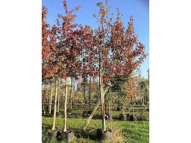 Amberboom - leiboom (2x) - afbeelding 2 van  3