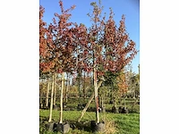 Amberboom - leiboom (2x) - afbeelding 2 van  3