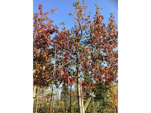Amberboom - leiboom (2x) - afbeelding 3 van  3