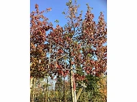 Amberboom - leiboom (2x) - afbeelding 3 van  3