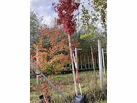 Amberboom - leiboom - afbeelding 3 van  3