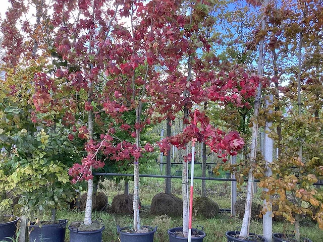 Amberboom - parkboom (3x) - afbeelding 1 van  3