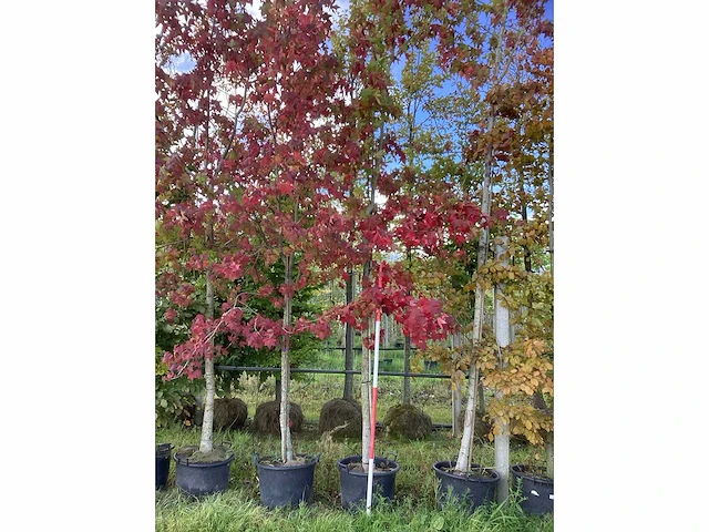 Amberboom - parkboom (3x) - afbeelding 2 van  3