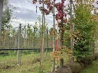 Amberboom - parkboom - afbeelding 1 van  4