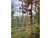 Amberboom - parkboom - afbeelding 2 van  4