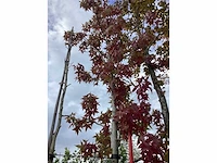 Amberboom - parkboom - afbeelding 3 van  4